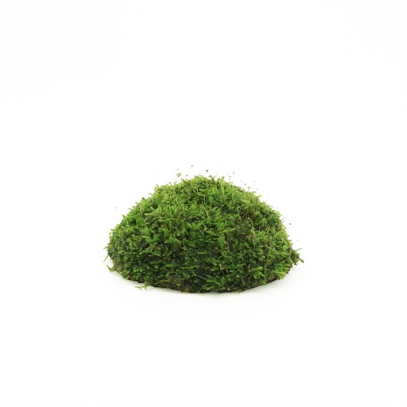 Coconut half with Java moss