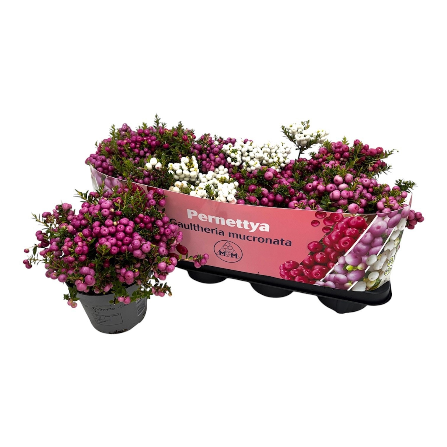 Gaulth Mucronata 14P 25H