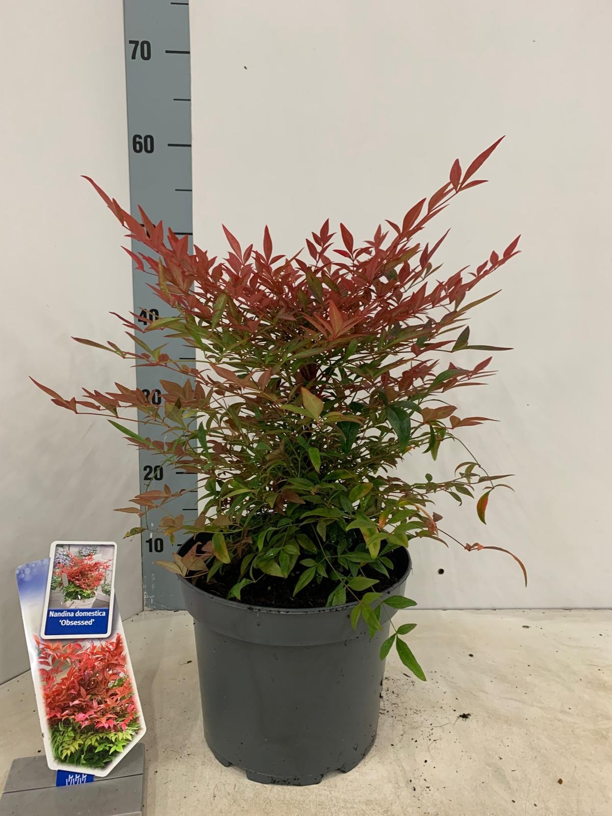 Picture of Nandina domestica Obsessed ('Seika'PBR)