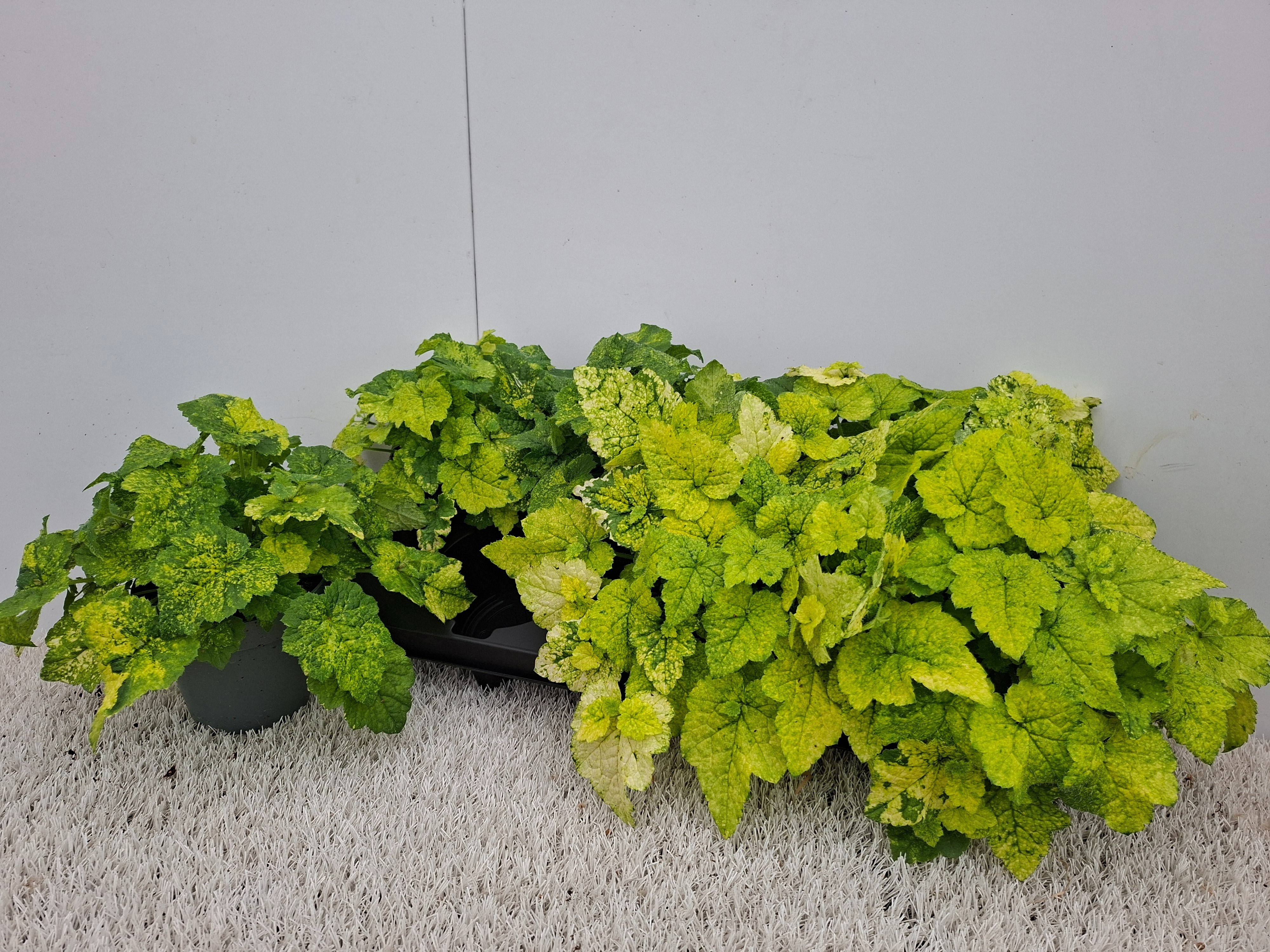 Tolmiea M Bont 12Ø 20cm