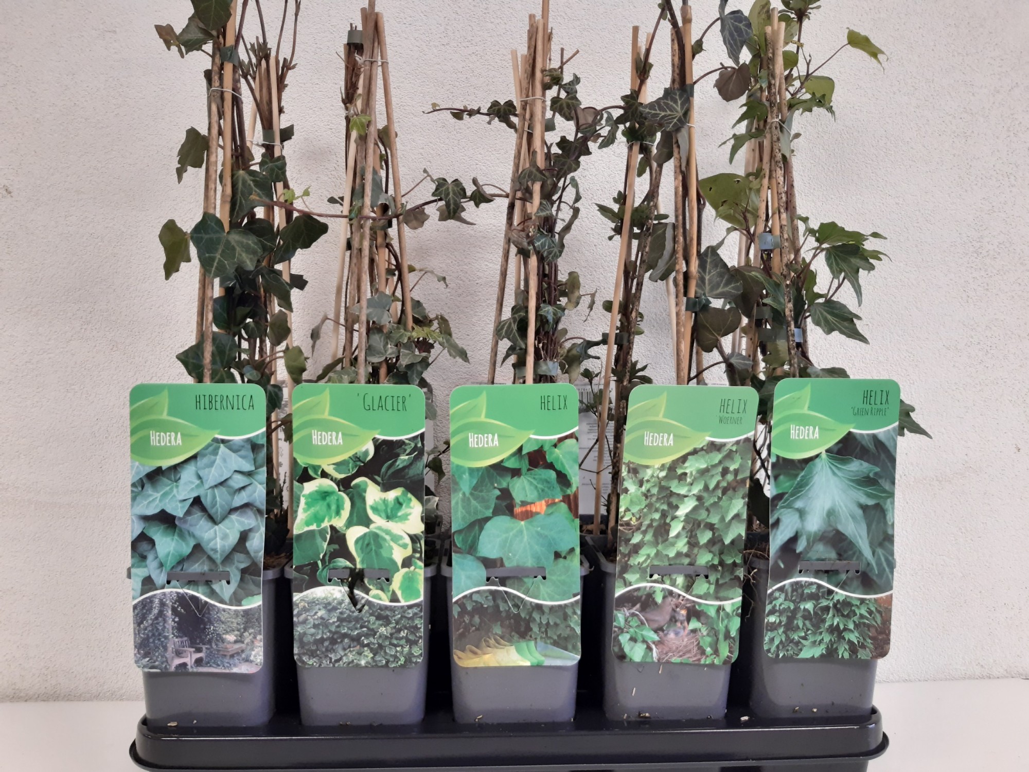 Picture of Hedera mix