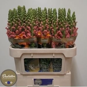 Antirrhinum Avignon Dark Orange 70cm
