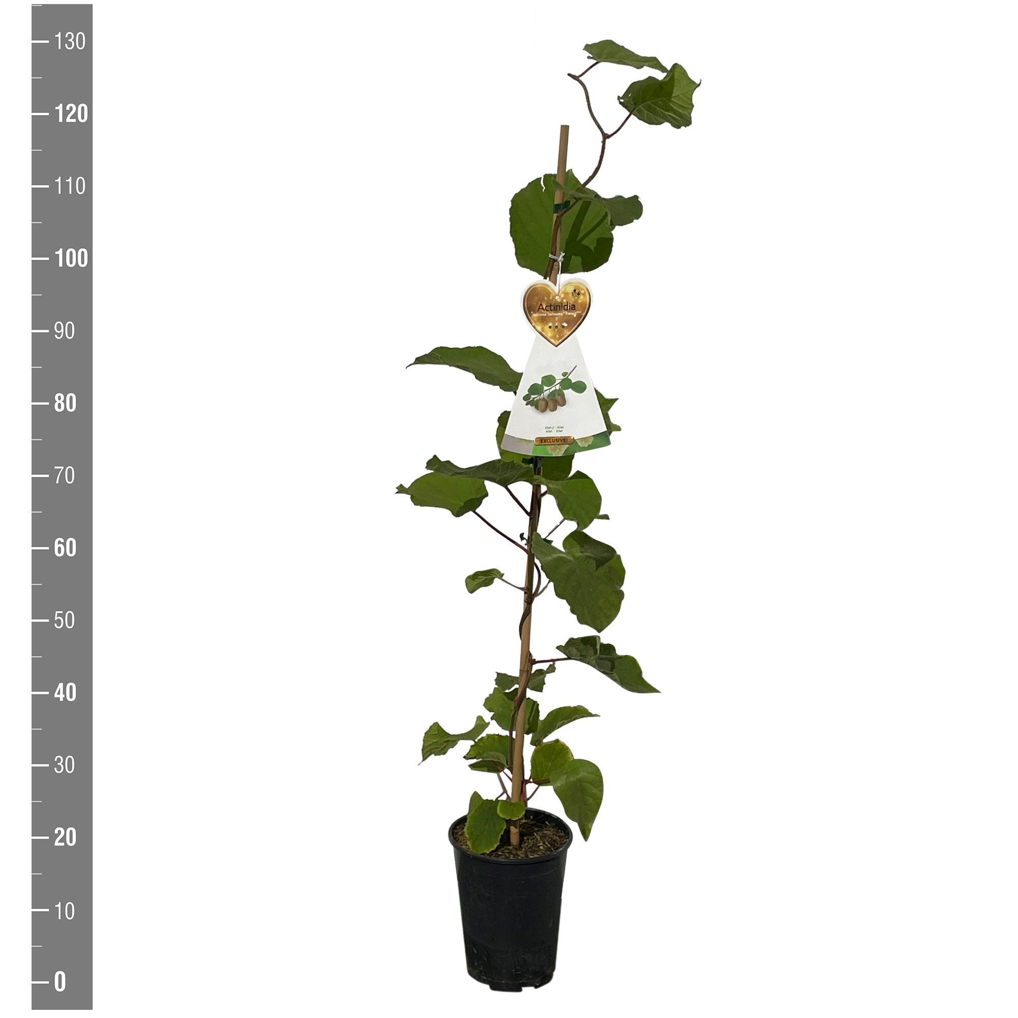 Actinidia deliciosa Solissimo ('Renact') aanstok kiwi zelfbestuivend