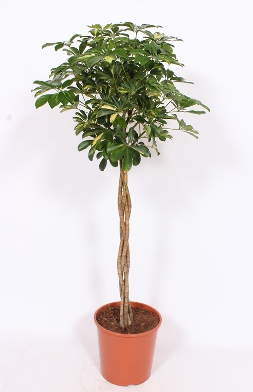 Picture of Schefflera Gold Capella P30 160CM (LOOSE)