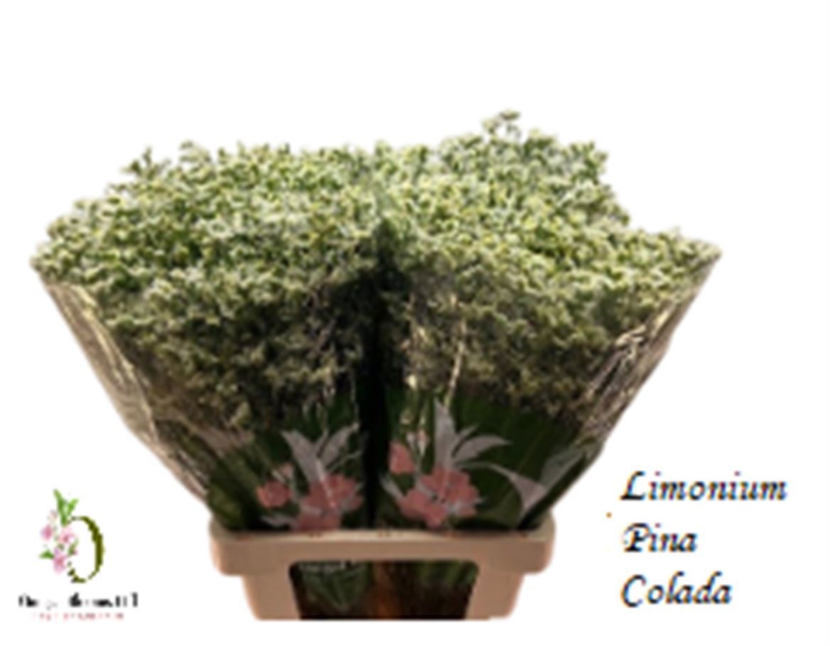 Limonium Sin Pina Colada 70cm 25gram