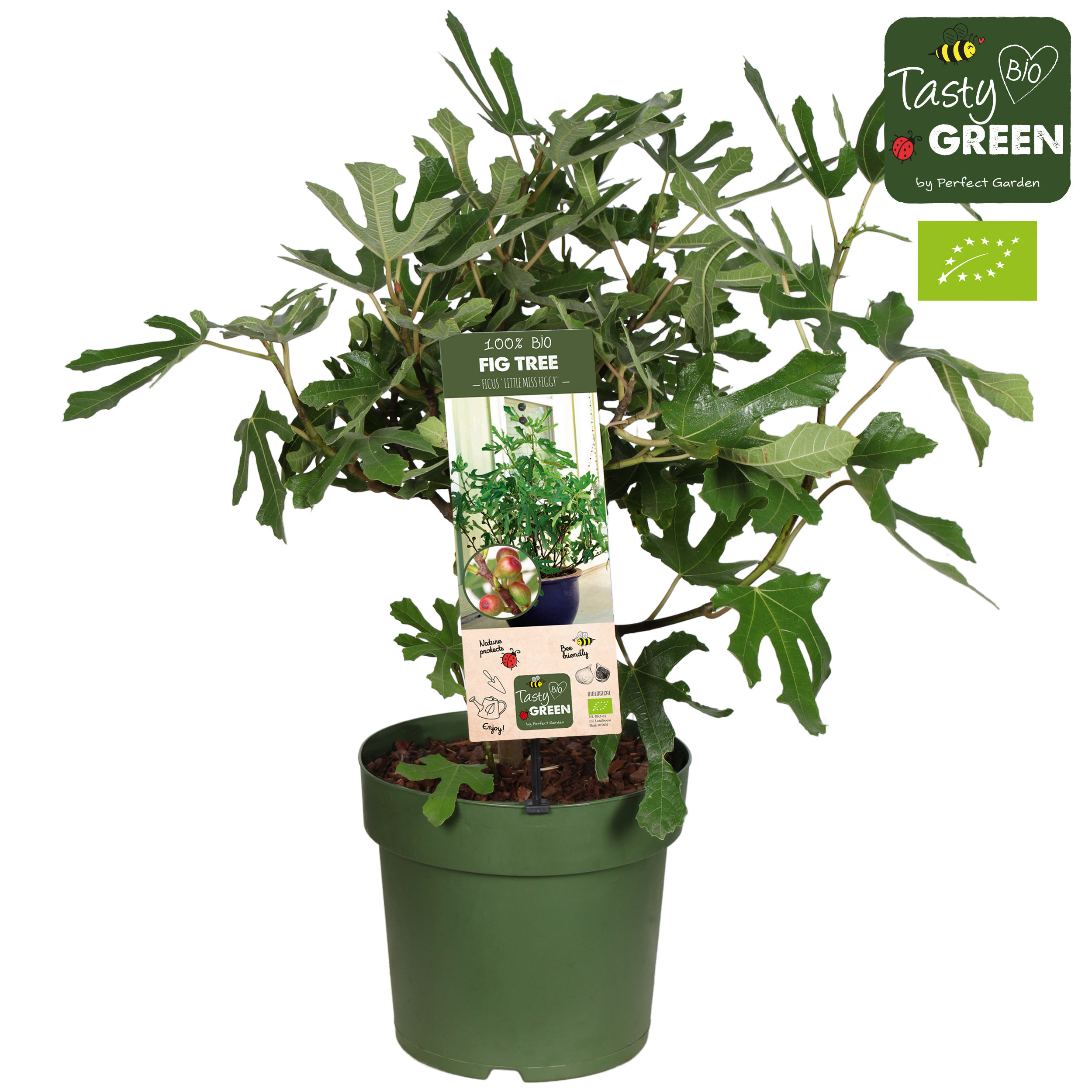 Picture of Ficus carica Little Miss Figgy P23 (5 Ltr) organic