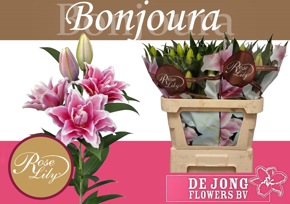 Li Or Du Rl Bonjoura