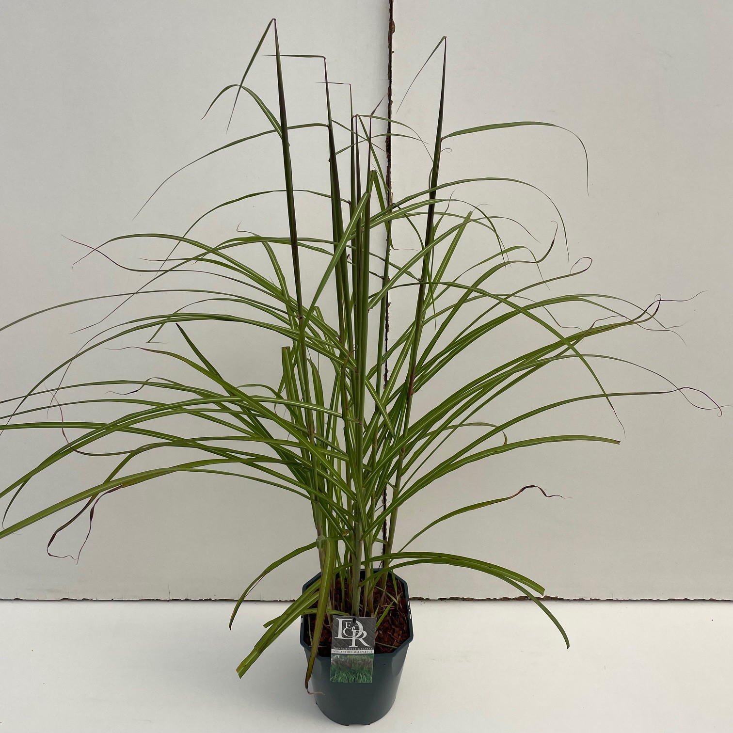 Picture of Miscanthus Malepartus P23 (5 Ltr) SQUARE