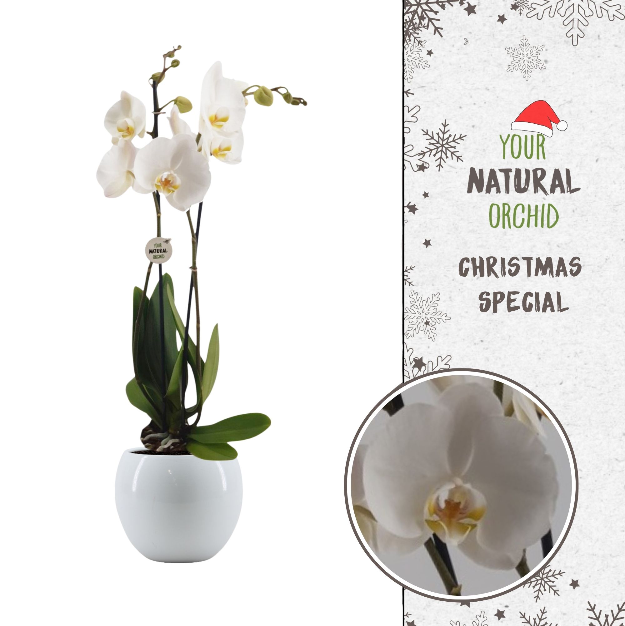 Picture of Phalaenopsis hybrid X-mas Nottingham Lisa white ceramic P12 65CM