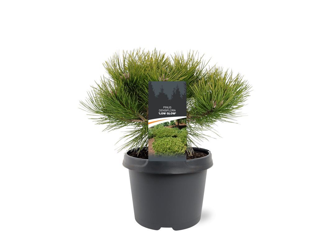 Pinus densiflora 'Low Glow'
