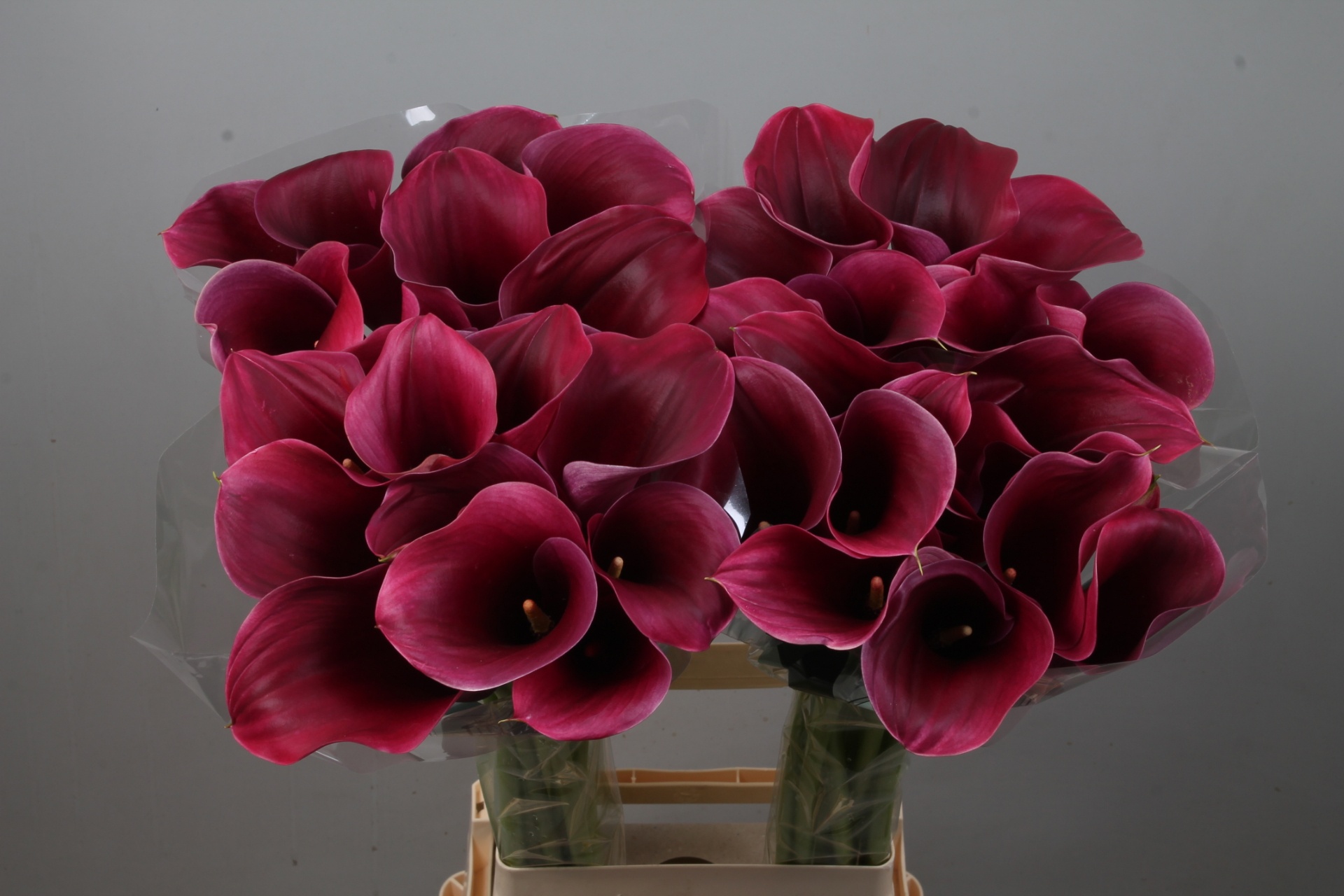 Calla Capt Promise 80cm