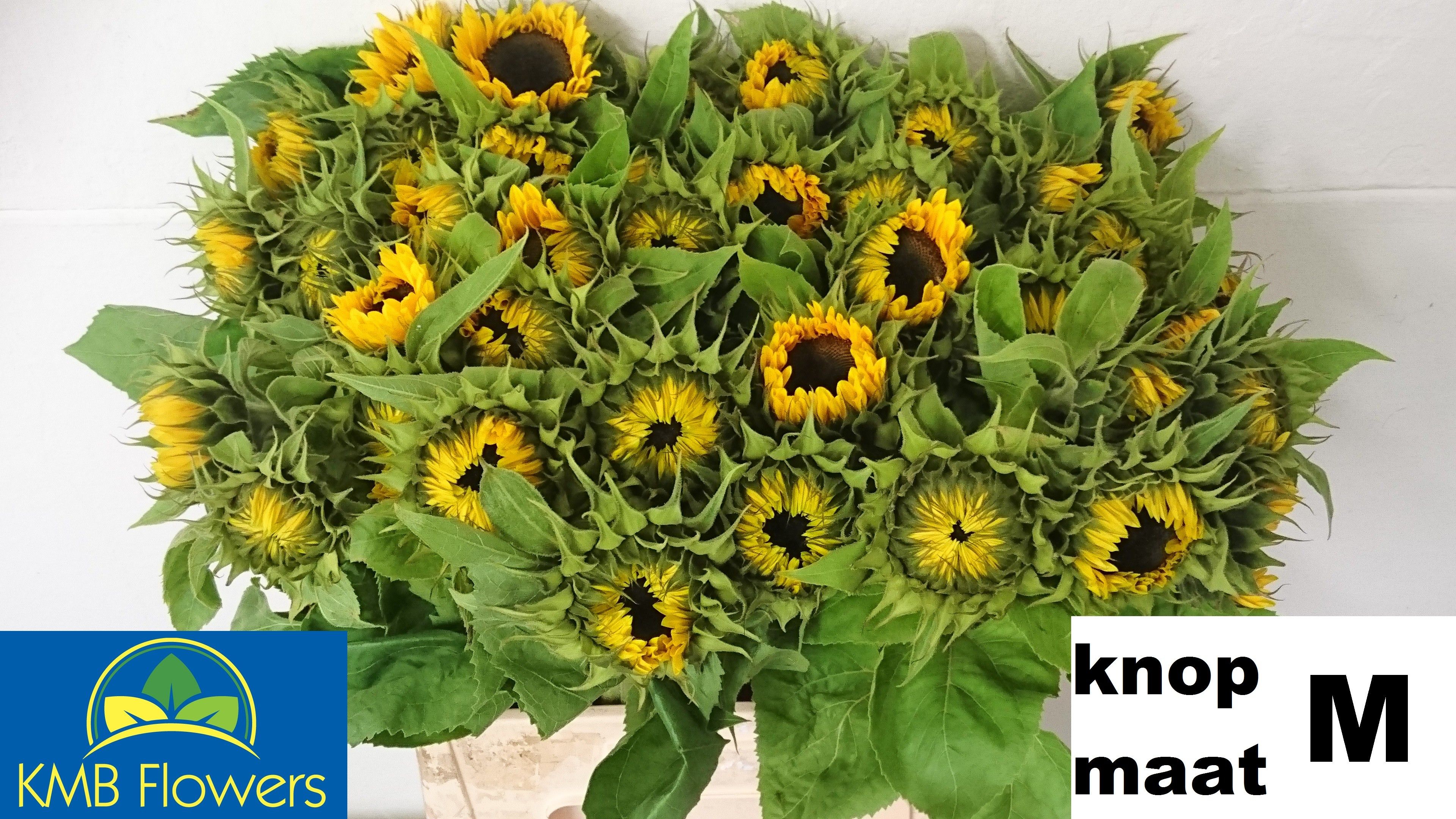 Helianthus Sunrich Or 60cm 10Ø