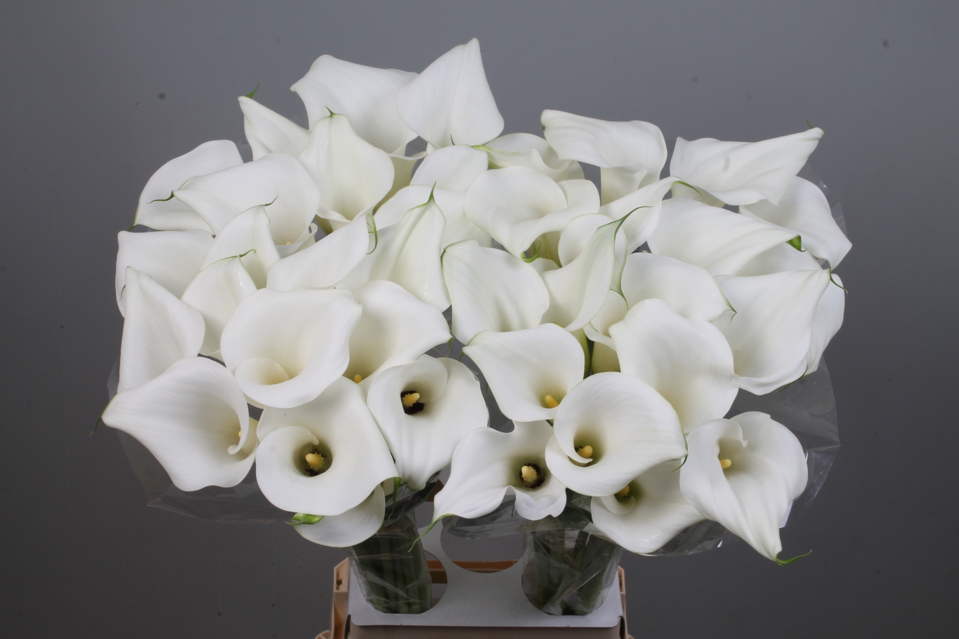 Calla Pure Art 80cm