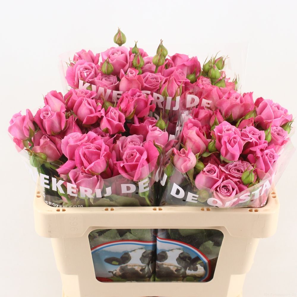 Rosa spray Pink Fame R TR PINK FAME | Roses | Rozen