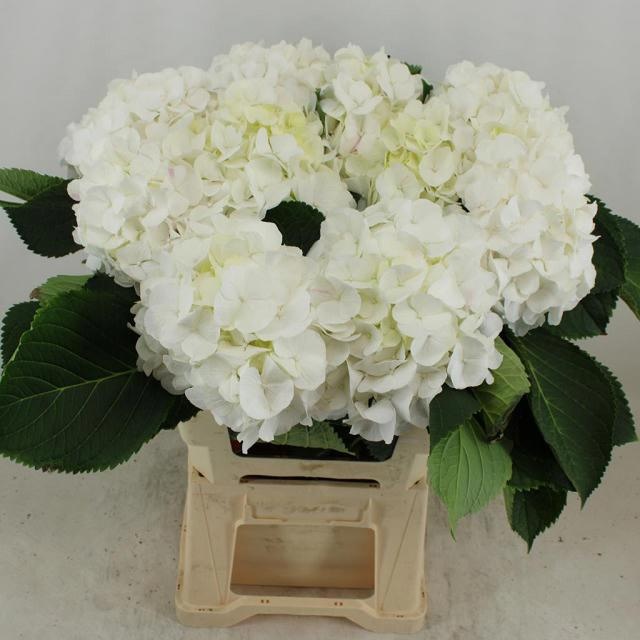 Hydrangea White Verena 60cm 19Ø