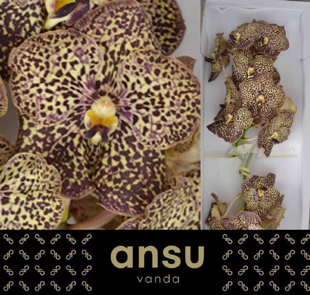 Vanda Su Oce Mocha