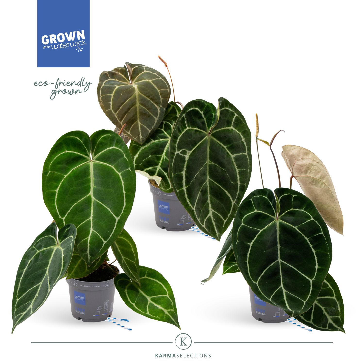 Anthurium crystallinum Karma Crystal Hybrids Mix | OZ Planten
