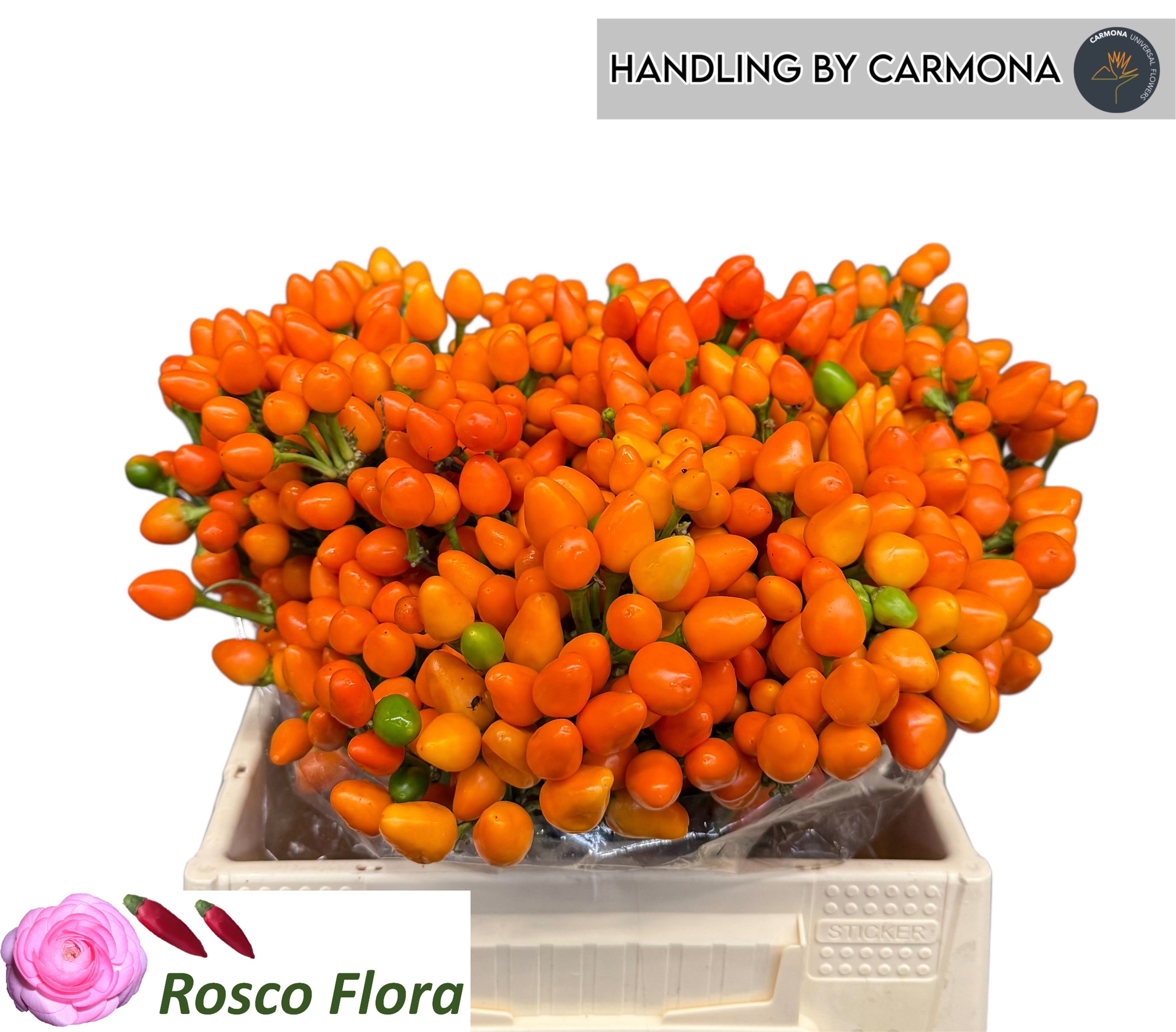 Sierpep Orange Candy