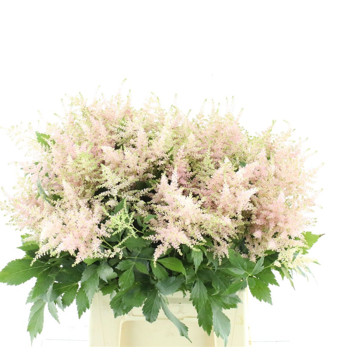 Astilbe Europa 50cm