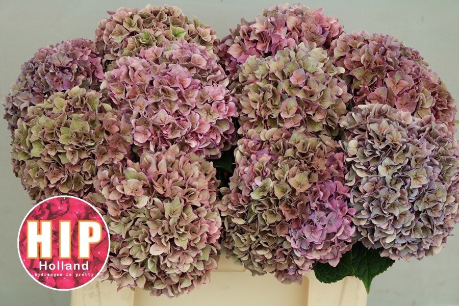 Hydrangea Rodeo Classic Pink 50cm 16Ø