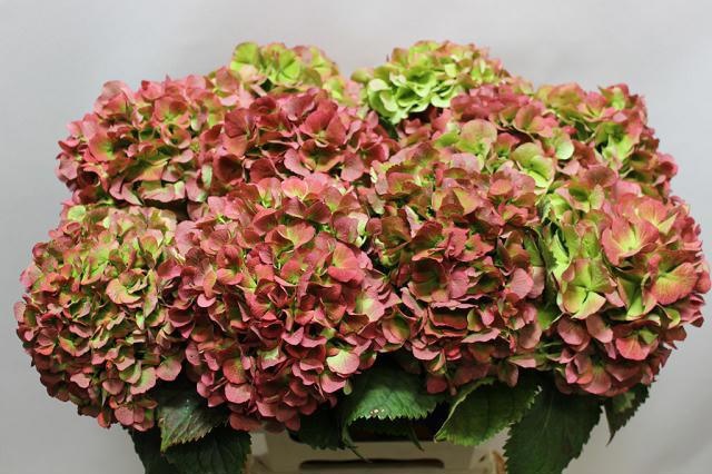 Hydrangea Verena Classic Pink 60cm 19Ø