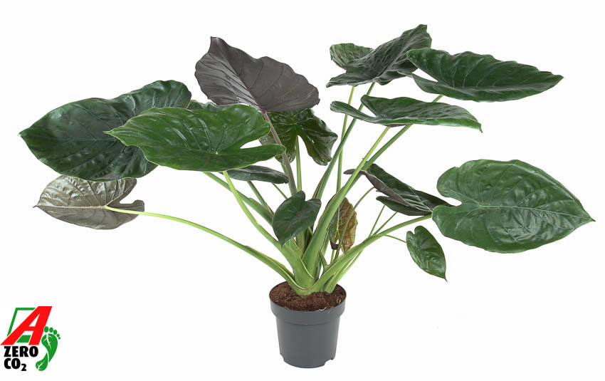 Picture of Alocasia Wentii P32 120CM