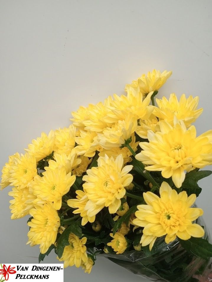 Chrys Spray Baltica Yellow 90gram
