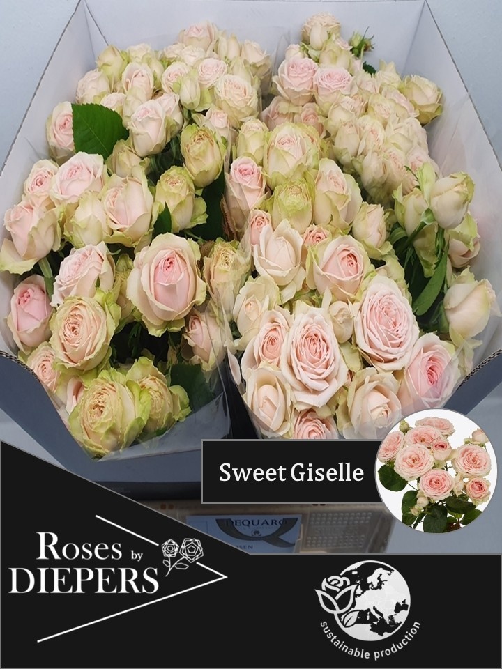 R Tr Sweet Giselle!