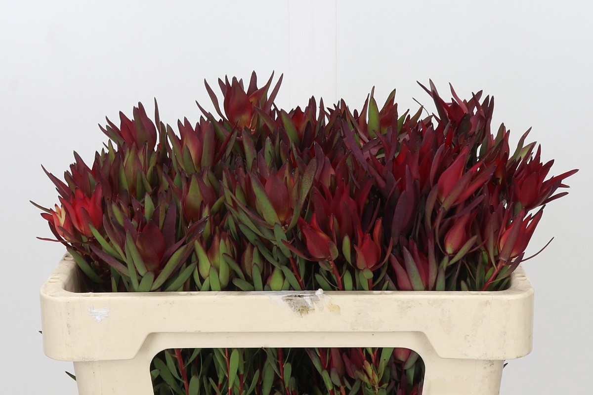 Leucadendron Sal Blush 50cm