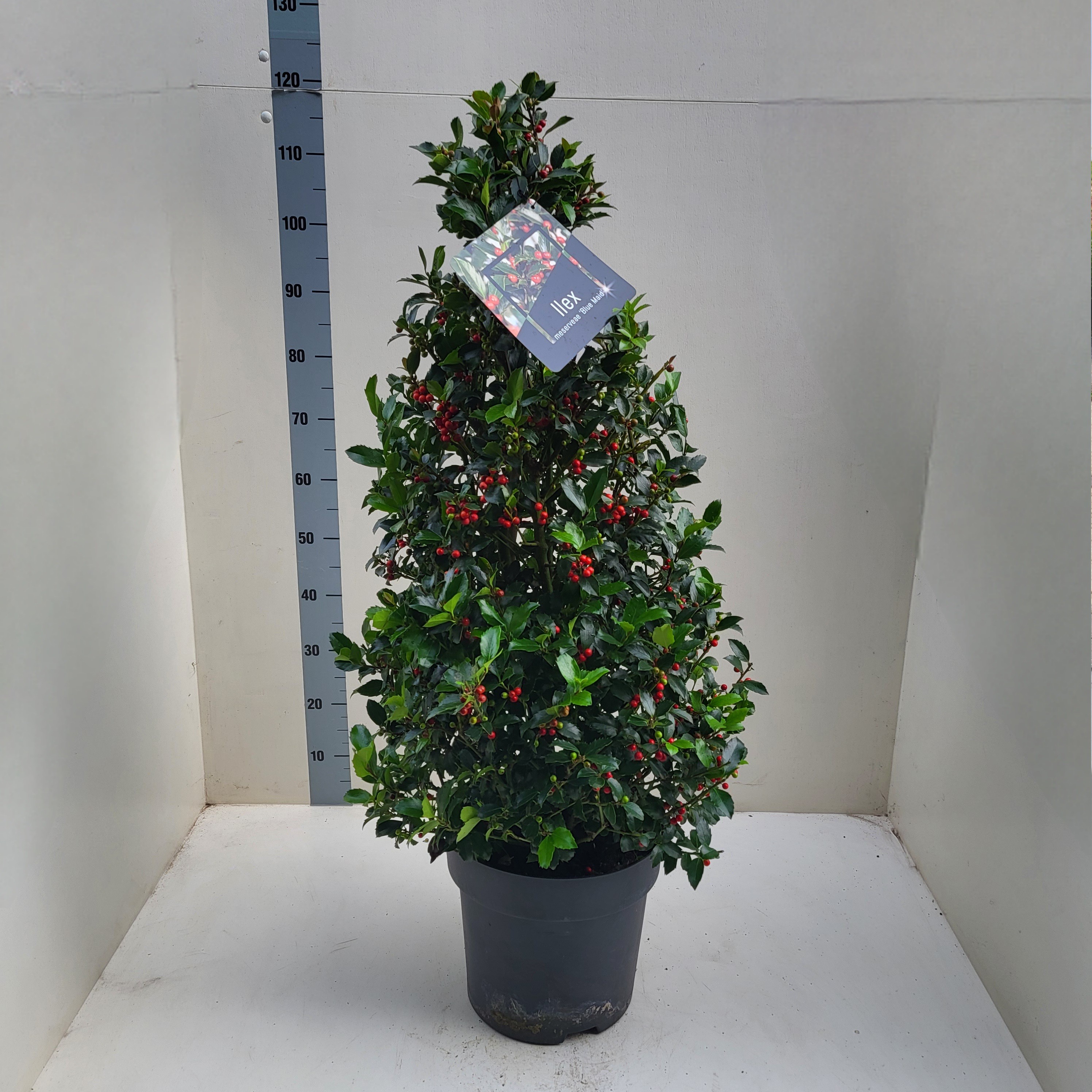 Picture of Ilex mes. Blue Maid Pyramide P28 95CM (LOOSE)