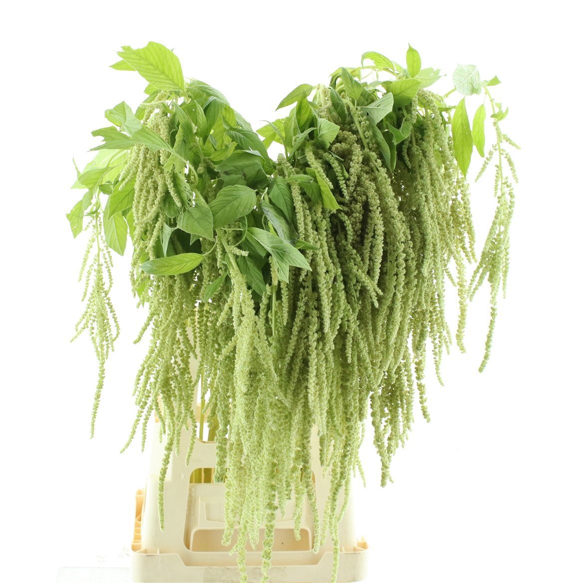 Amaranthus Riham 70cm