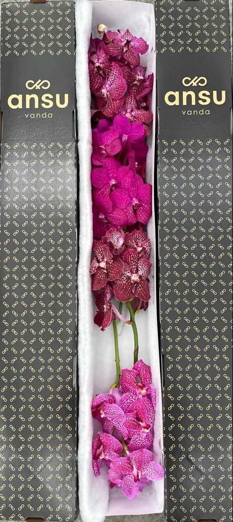 Vanda T Gemengd