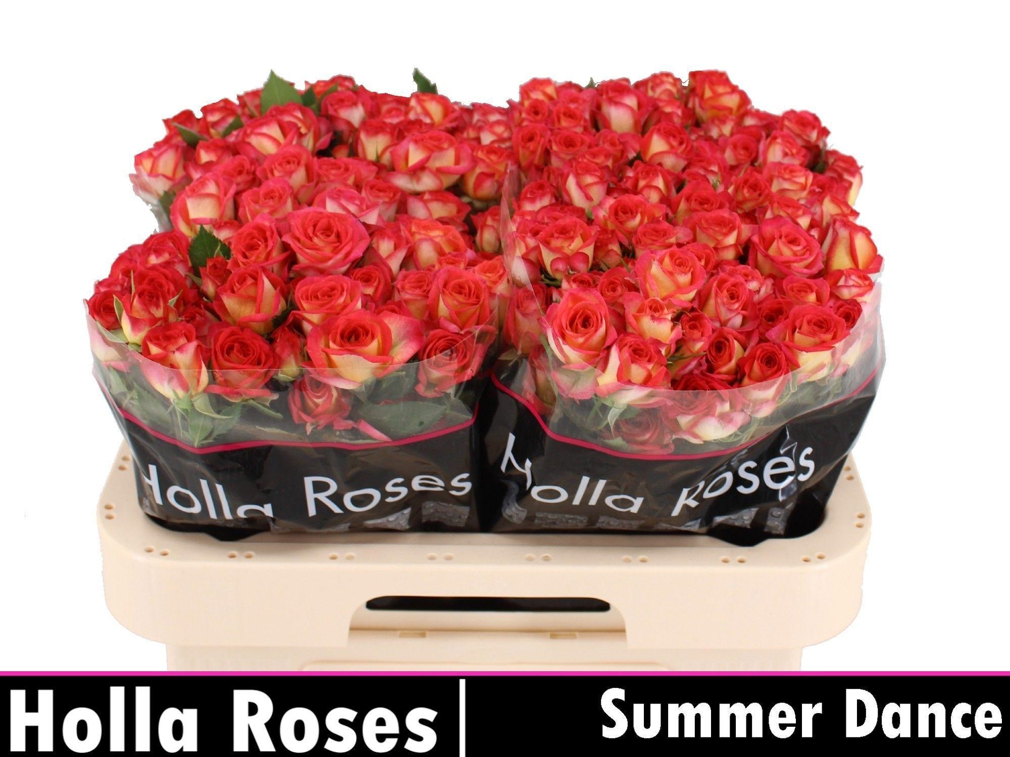 Rosa Spr Summer Dance 60cm