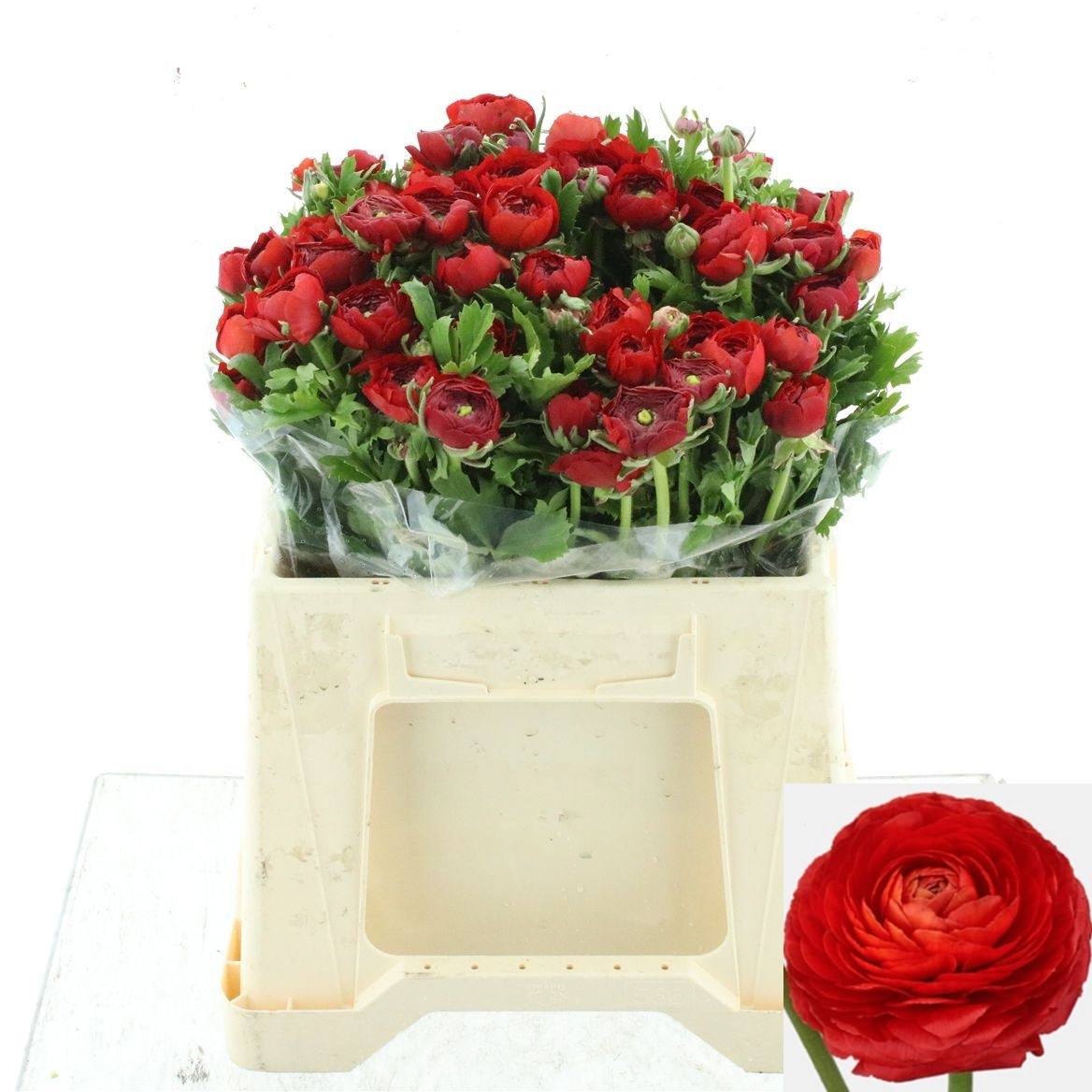 Ranunculus Elegance Red 35cm