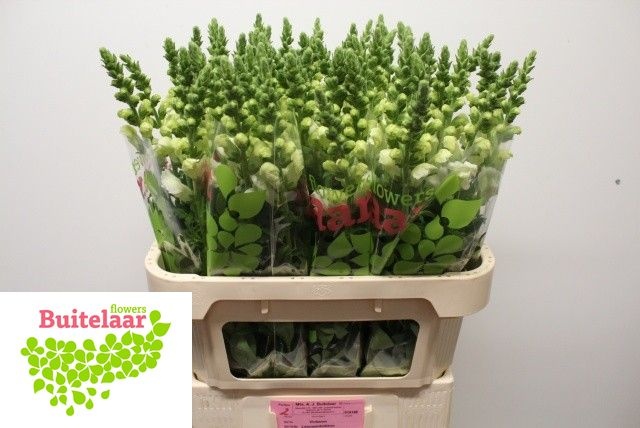 Antirrhinum Poto Ivory Wh 80cm