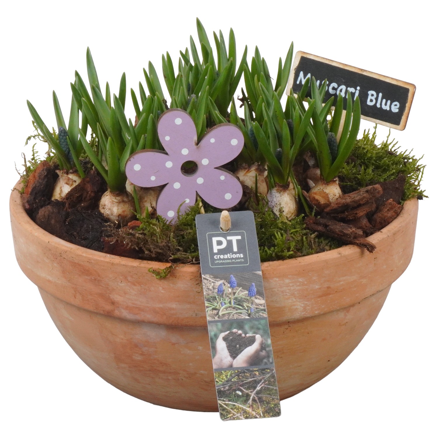 Picture of PTMB1068 Arrangement Muscari in terracotta bowl P23 21CM