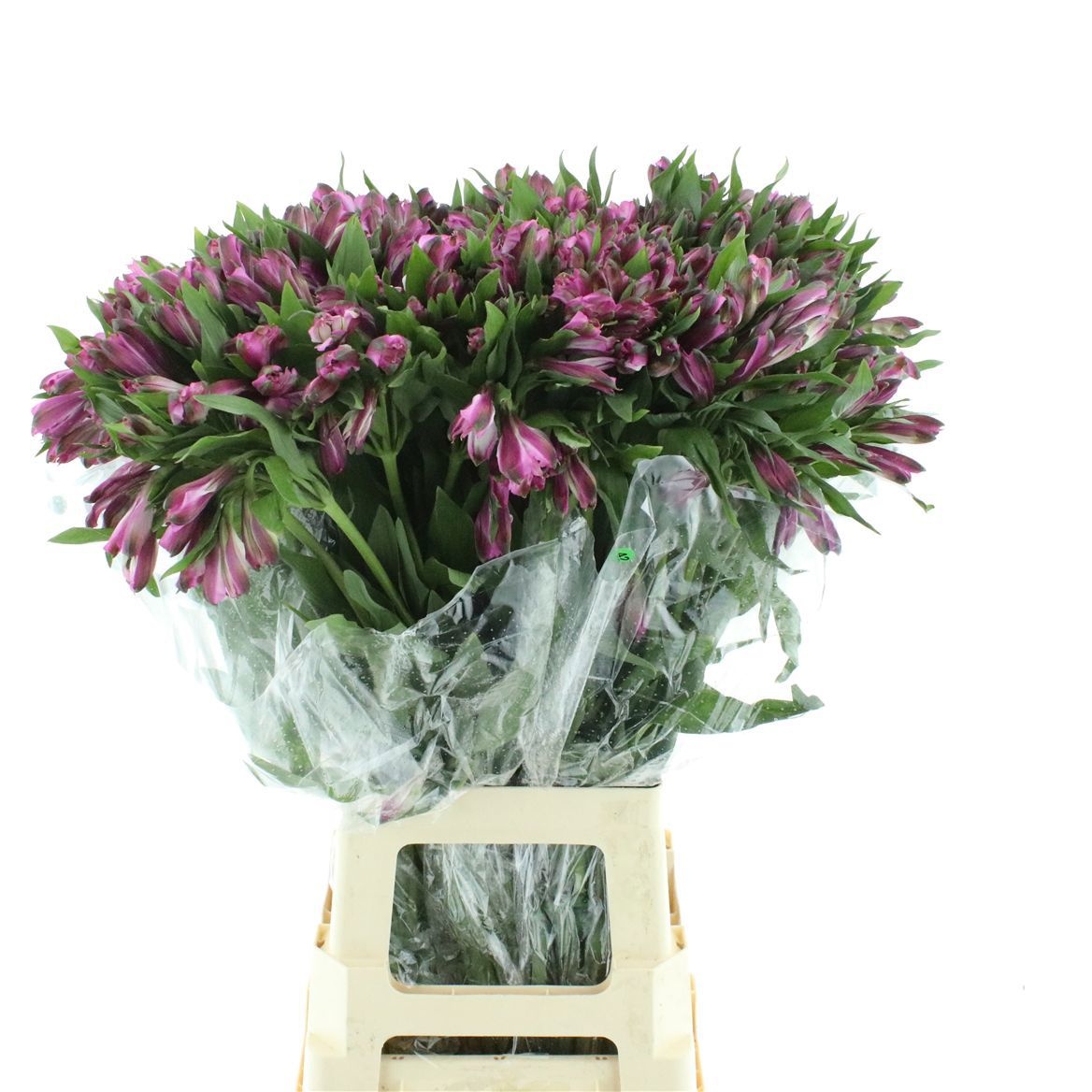Alstr Floriano 80cm 50gram