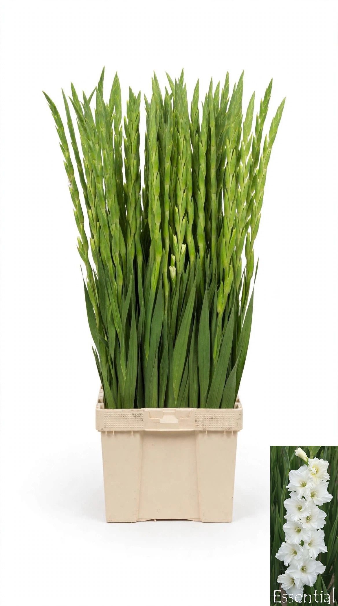 Gladiolus Mont Blanc 120cm 25gram
