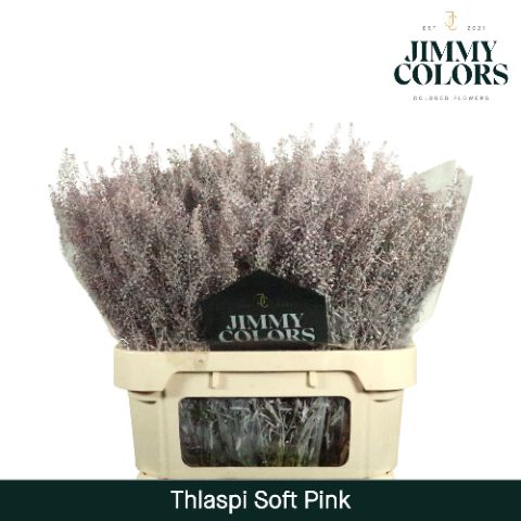 Thlaspi Gekleurd Soft Pink