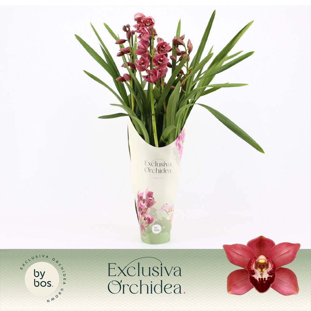 Picture of Cymbidium hybrid Jolly Red 5-Spikes Exclusiva Orchidea Potcover P14 70CM