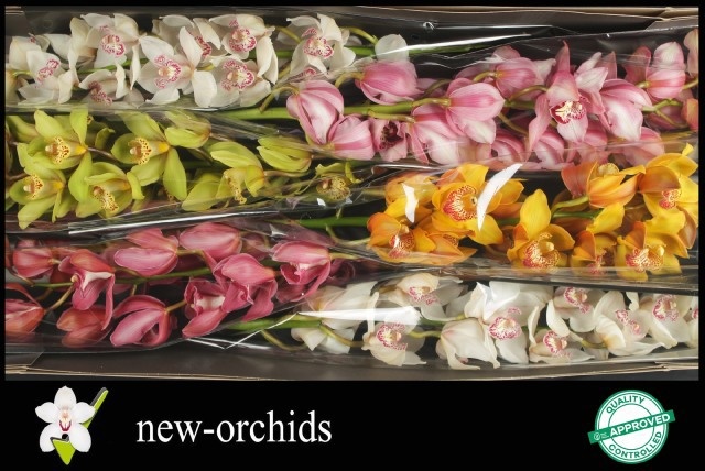 Cymbidium Asst 13bl