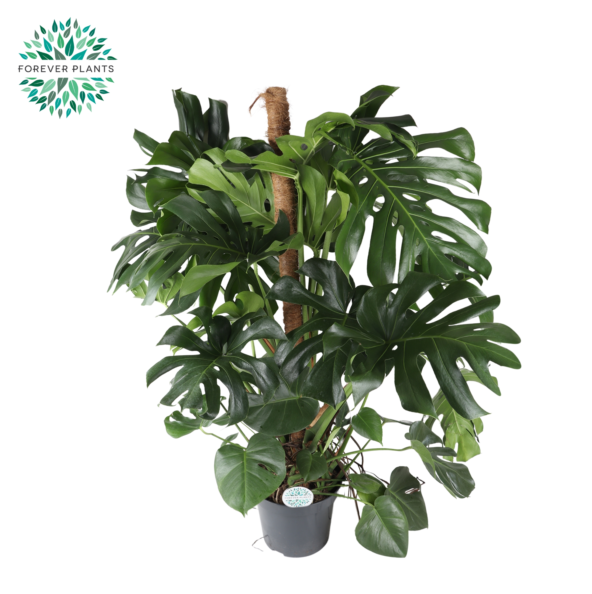 Picture of Monstera deliciosa Moss Stick XL P35 150CM (LOOSE)