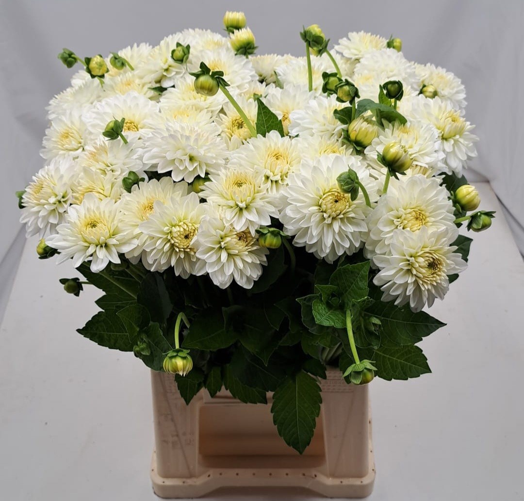 Dahlia Snow Cap 50cm