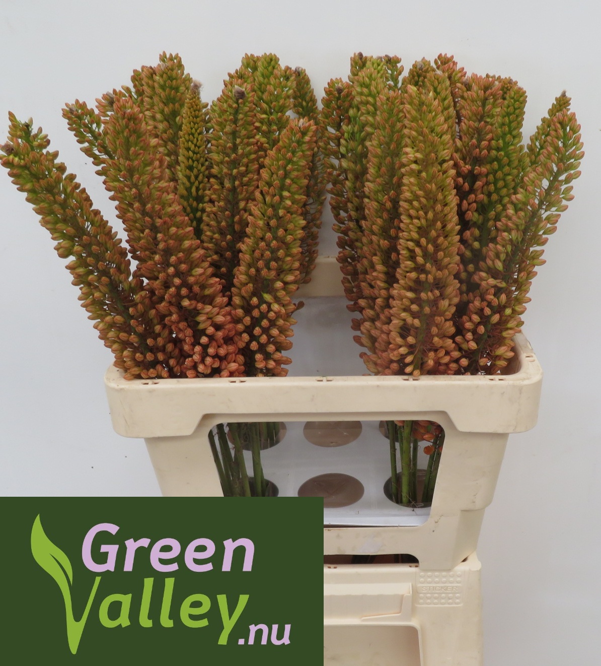 Eremurus Emmy Ro