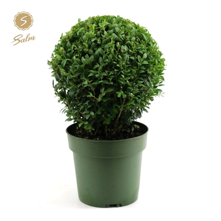 Picture of Buxus semp. Ball Ø20cm P17