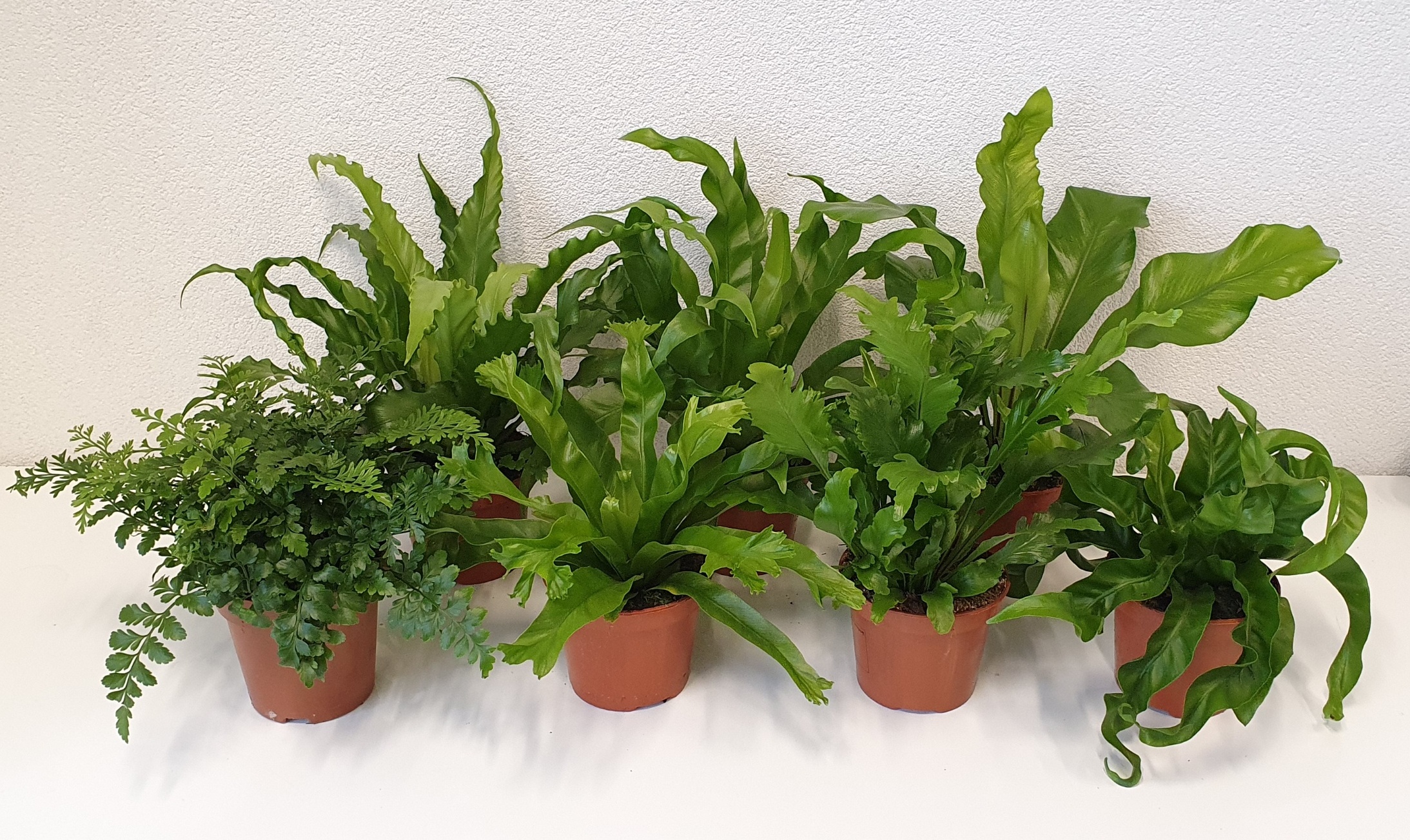 Picture of Asplenium in varieties INDOOR P12 40CM