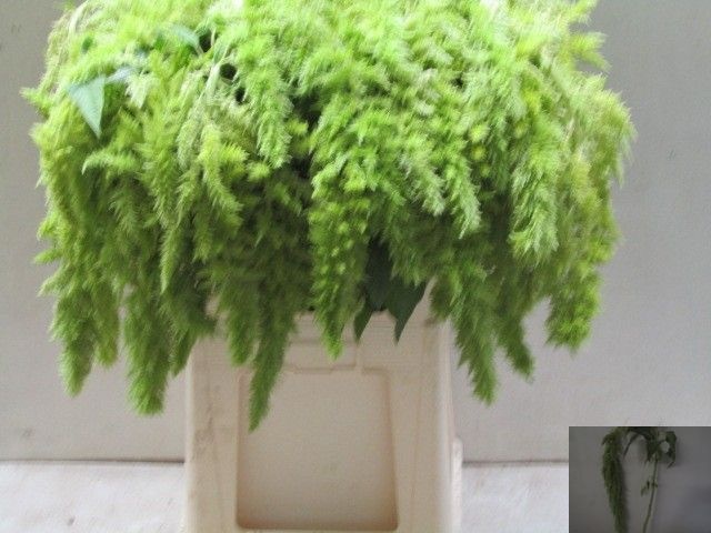 Amaranthus Green 80cm