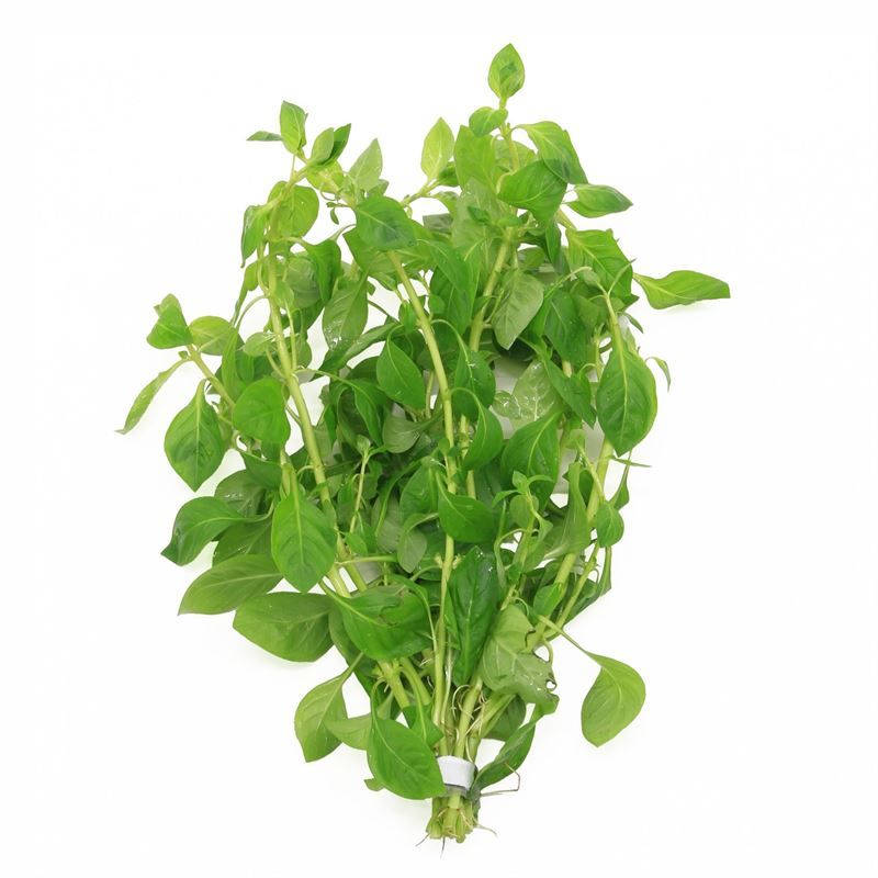 Ludwigia palustris groen (Bos)