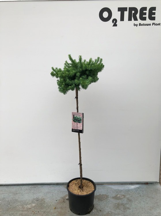 Larix kaempferi 'Blue Dwarf' stam