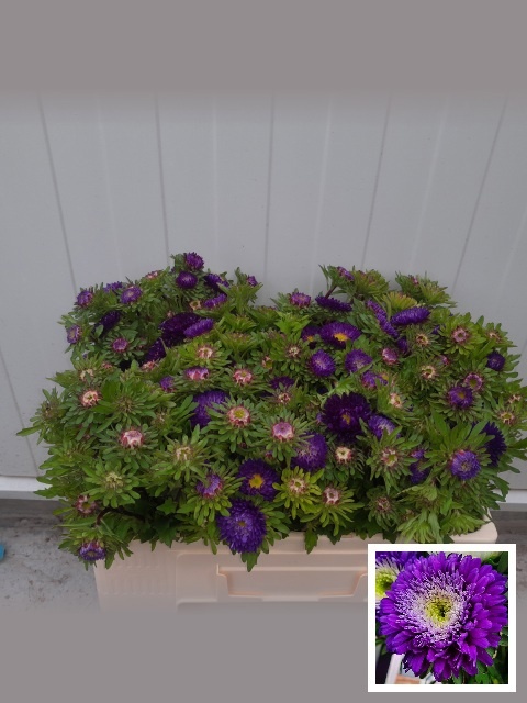Callistephus Mixed Per Bunch 45cm